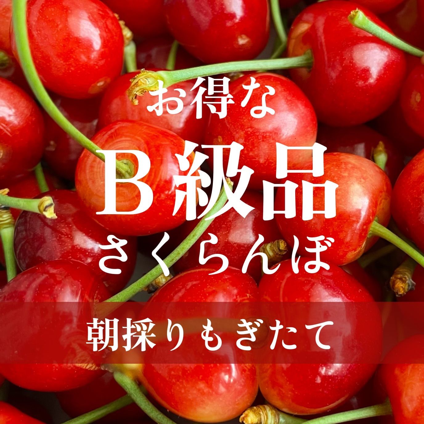 大B26【6/6までに発送】L・LLのＢ級品＊さくらんぼ＊翌日午前受取 ...