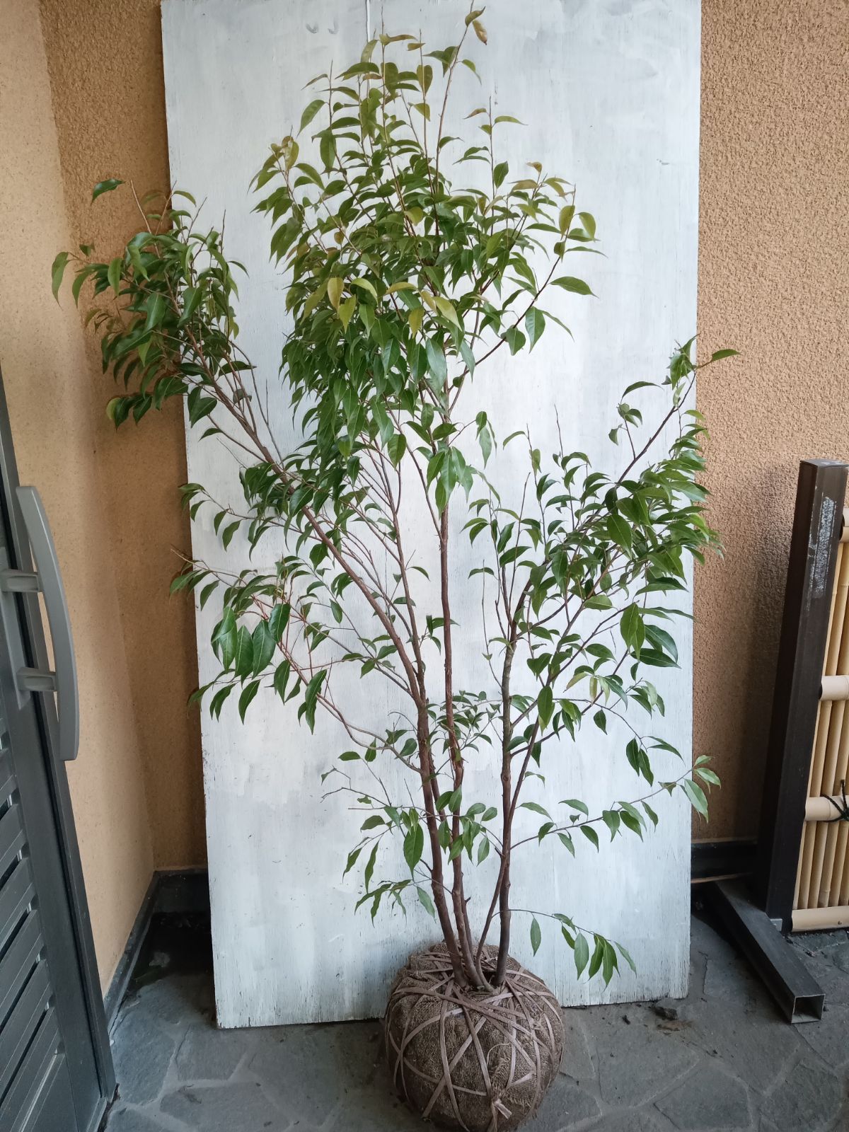 ピンクシャラノキ/ヨアケマエ/夏椿/大株立ち【現品発送】管理70515