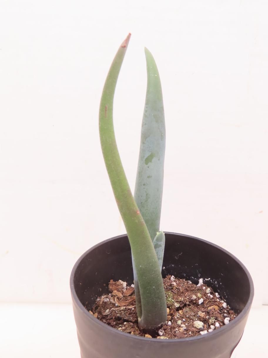 4127 「実生株】アロエ スザンナエ【種から発芽！・成長順調厳選株・Aloe・多肉植物】 - メルカリ