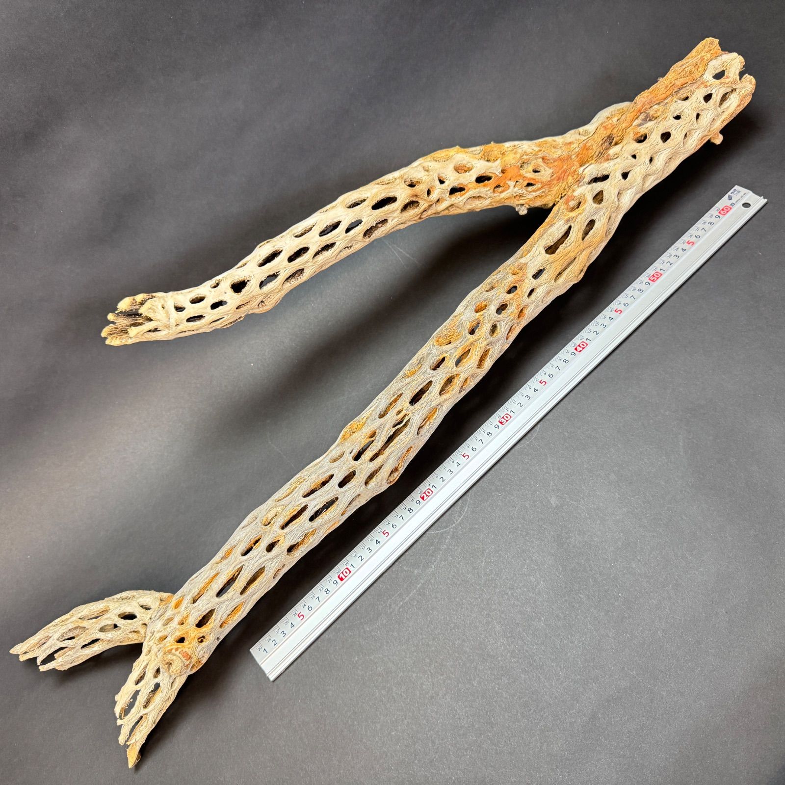 Y枝(特大)長め-6: (約)長さ86cm×最大幅27cm×最大φ9.5cm＊ 重さ(約)900g カクタススケルトン1本 (サボテンの骨/スケルトンウッド/オブジェ) エアプランツ含まず＠フラワーショップ江口