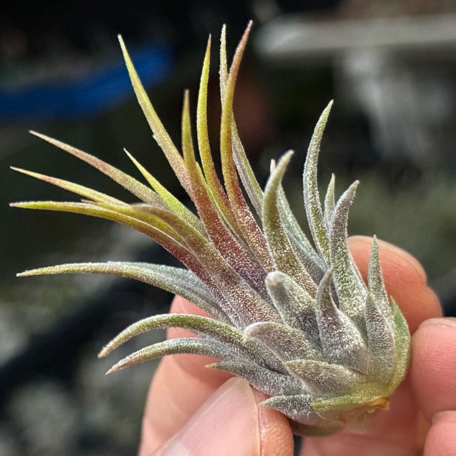 チランジア イオナンタ ディファレンテ/ディファレント Tillandsia