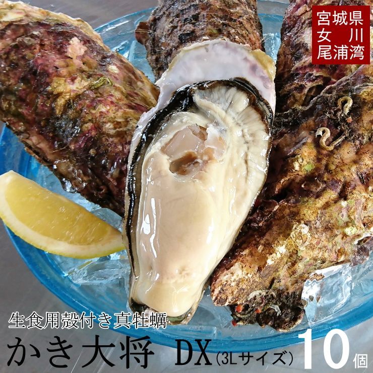 超特大【かき大将デラックス10個】3Lサイズ 三陸宮城女川 殻付き 生牡蠣 生食用 海の幸 産地直送 高級 お取り寄せ グルメ BBQ キャンプ飯 牡蠣ナイフセット付(ナイフ・片軍手・殻の剥き方/レシピ本）母の日ギフト