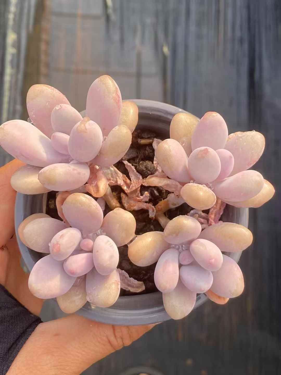 B546　花団錦　土鉢付き　15鉢　多肉植物 エケベリア 韓国苗 サボテン B546 花団錦 土鉢付き 15鉢 多肉植物 エケベリア 韓国苗 サボテン