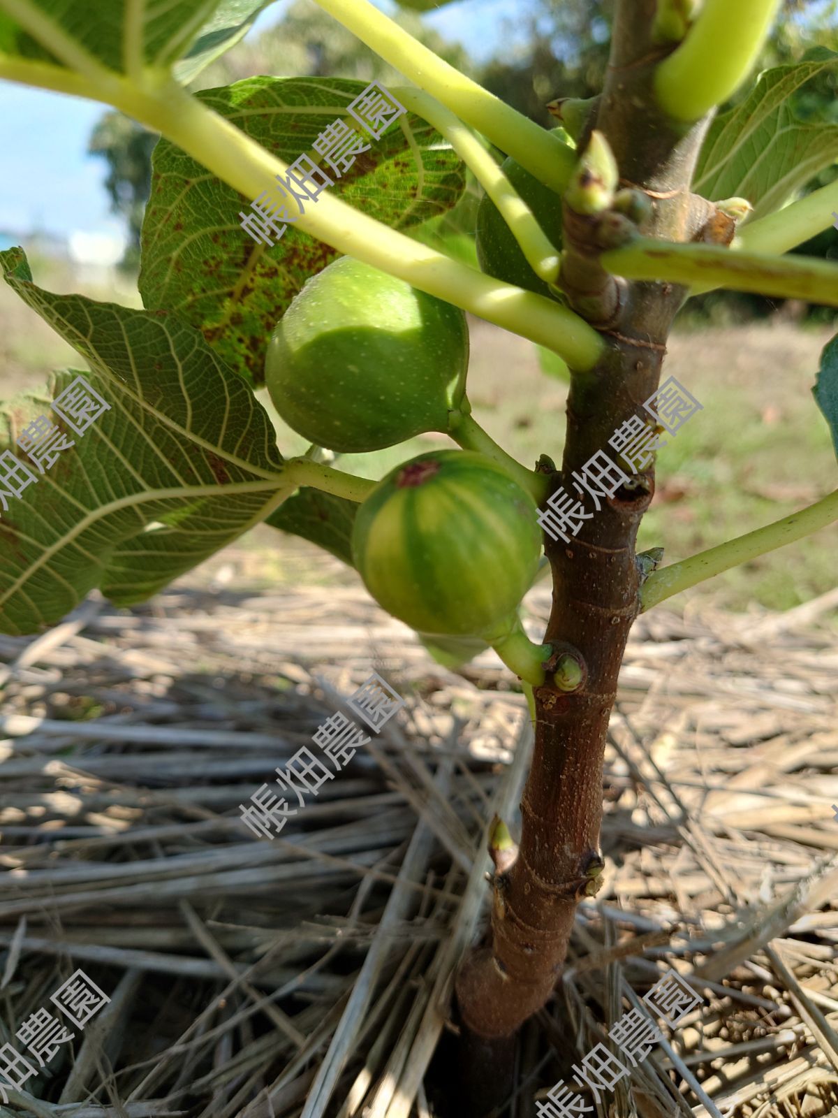 定番人気，SALE BNR穂木 ② イチジク穂木 いちじく穂木