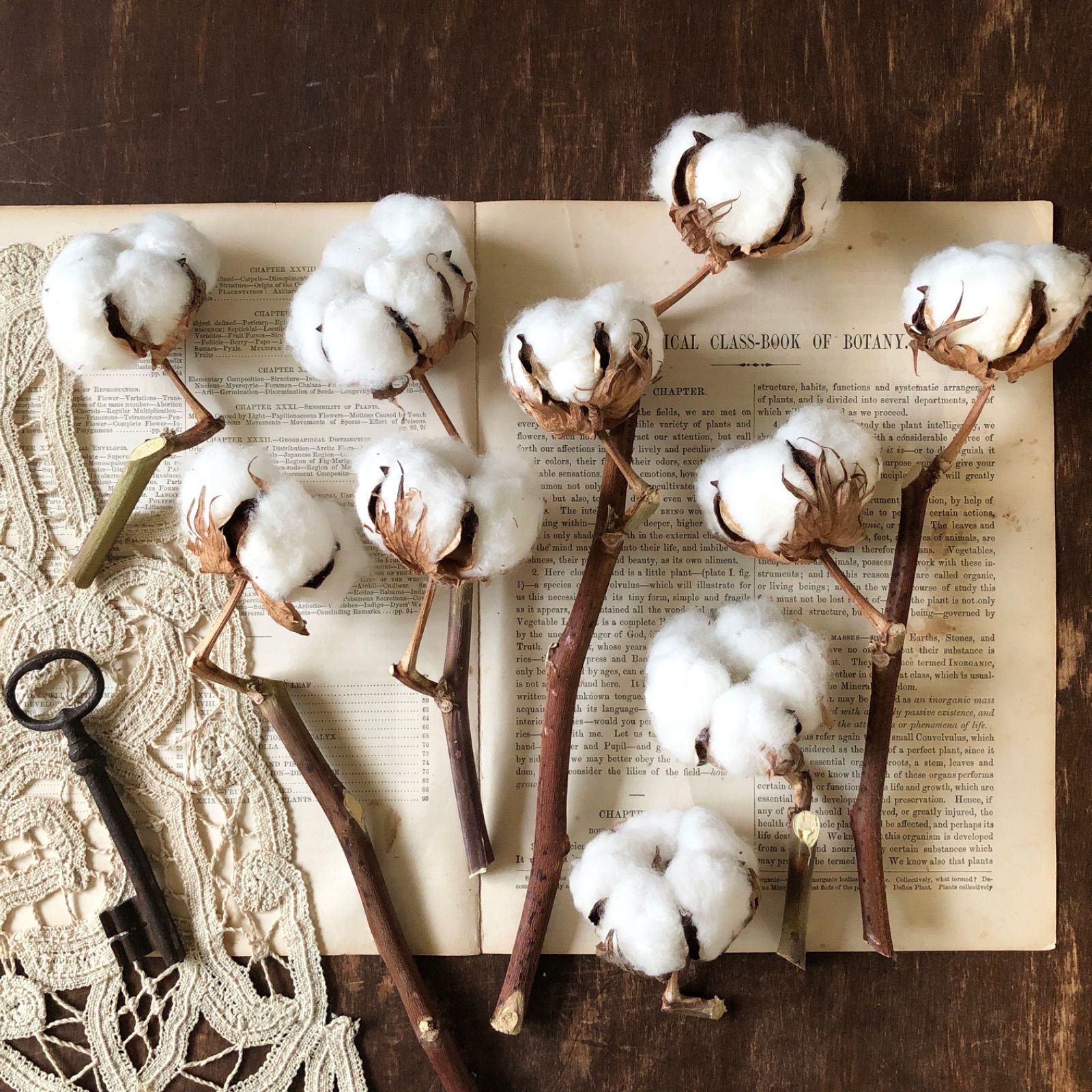 綿花（コットンフラワー）とは？綿花の育て方や特徴、使い方、ドライフラワーの作り方まで, 54% OFF