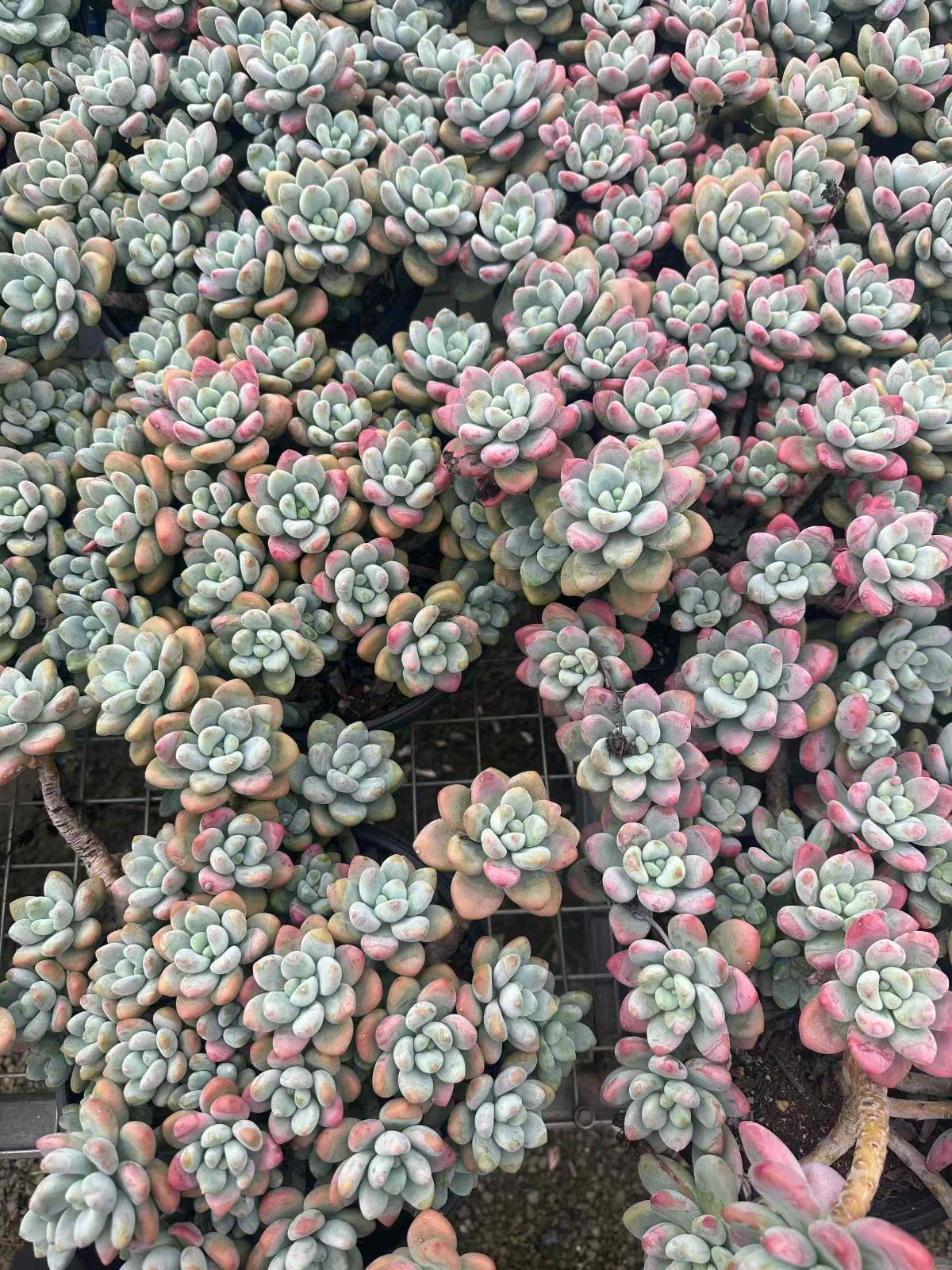 ZAN24×6 コウラクシン 抜き苗 多肉植物 アエオニウム エケベリア 韓国苗 YUZUMIYA_COM