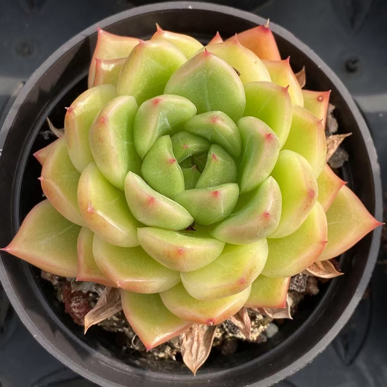 40株抜き苗セット】晴れた空ジェニー 多肉植物 佐川急便発送