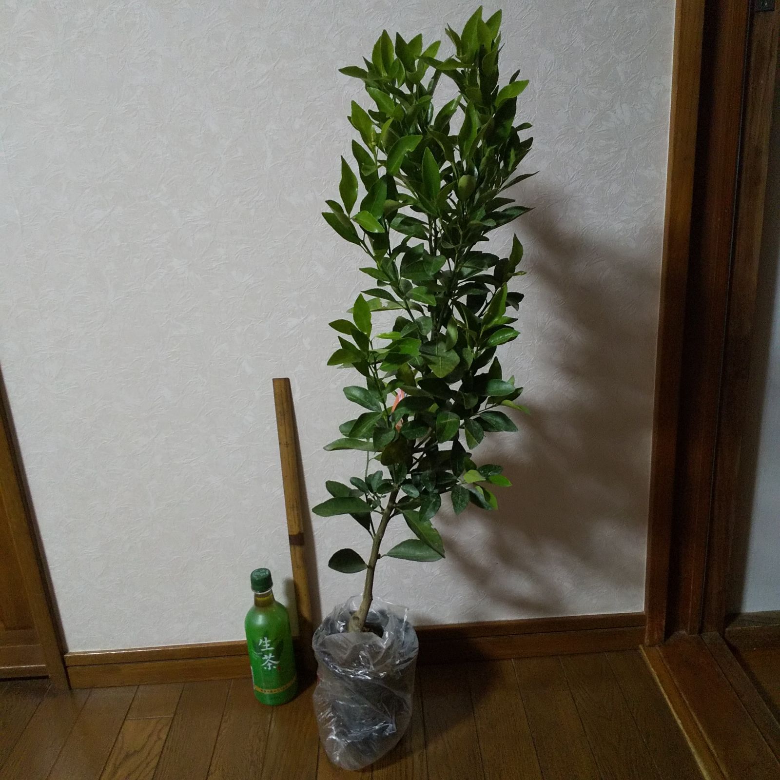 ポンカン 苗木 みかん苗木 太田ポンカン ぽんかん【3年生 ポンカン 苗木 みかん苗木 太田ポンカン ぽんかん【3年生