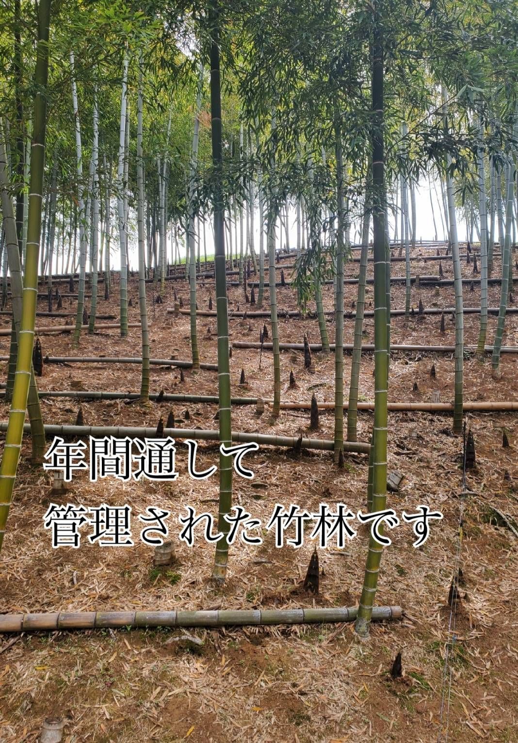 4kg 香川県産