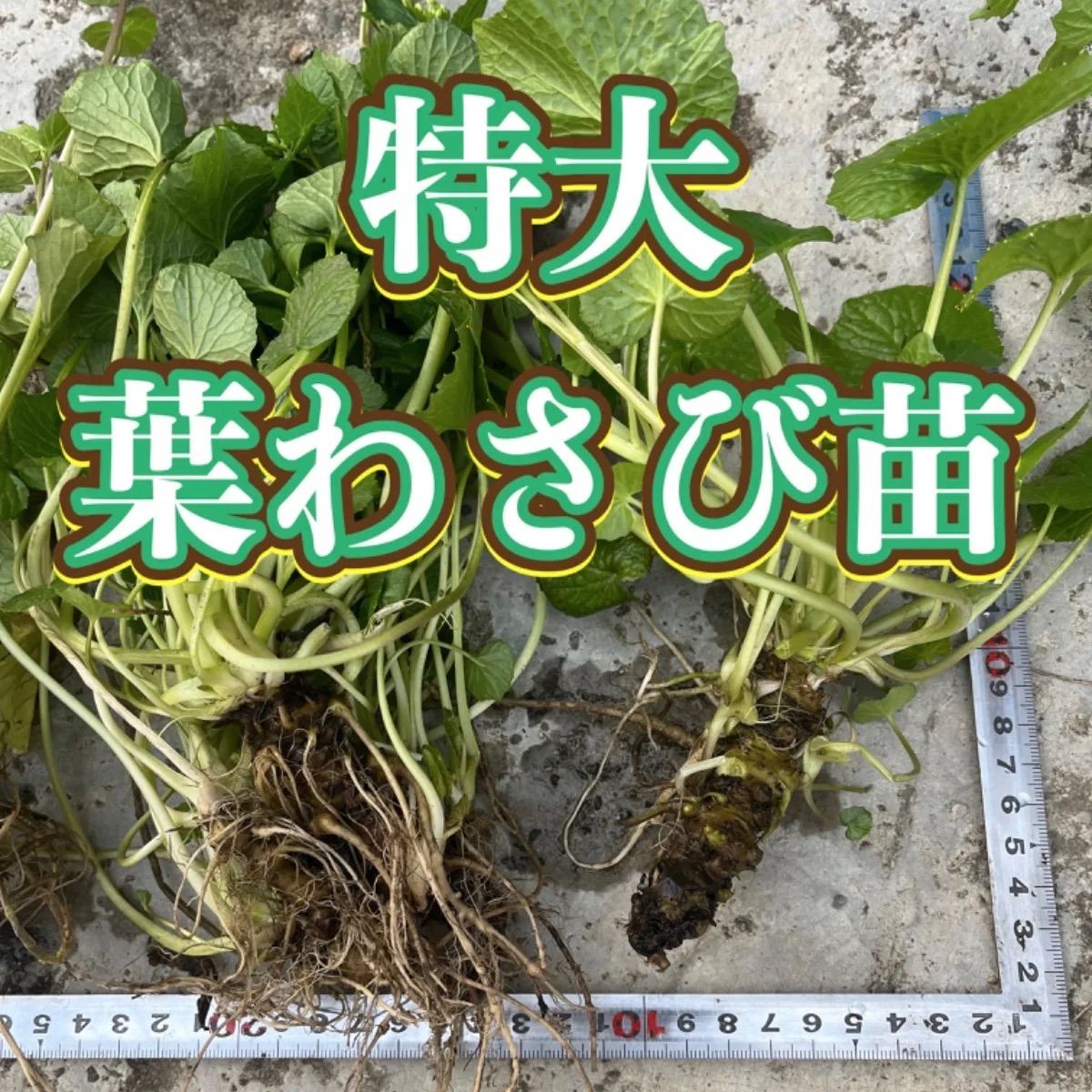 無農薬 特大葉わさび苗 3株 - メルカリ