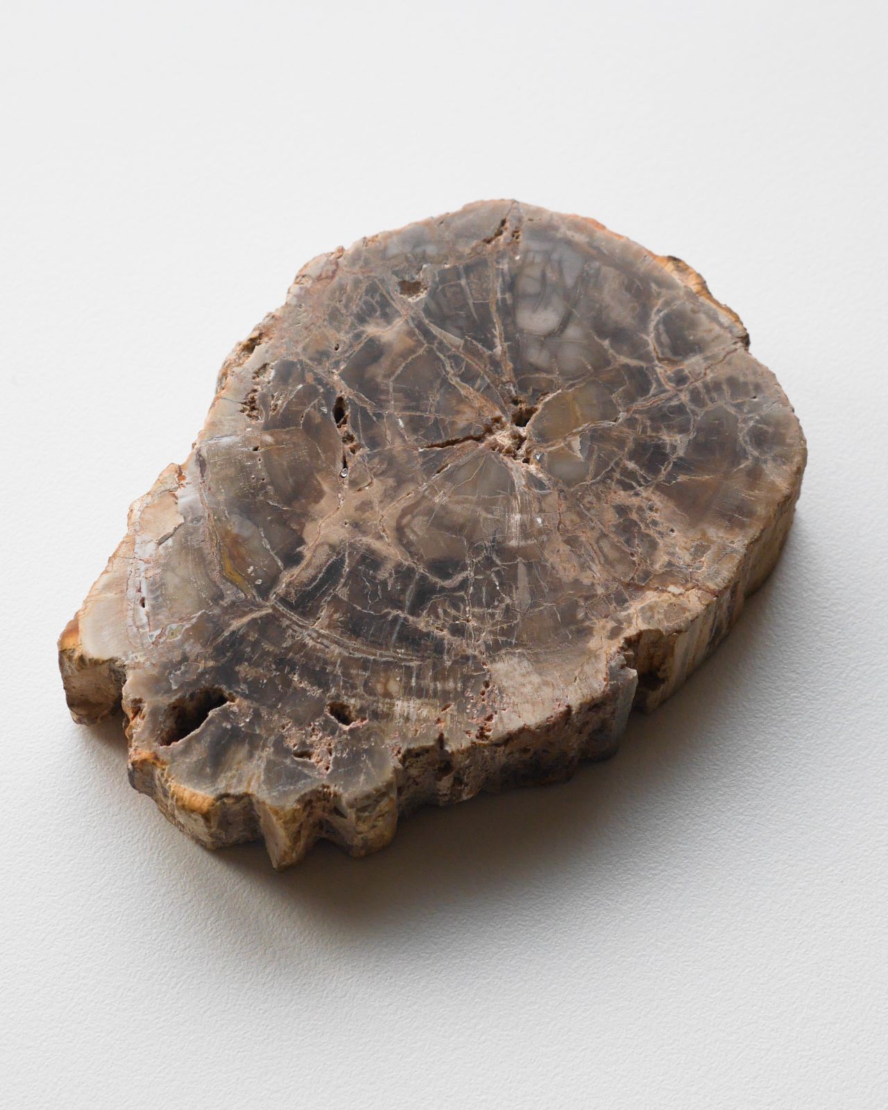 レア】天然石 化石 鉱物 珪化木 ペトリファイドウッド スライス＜Slab