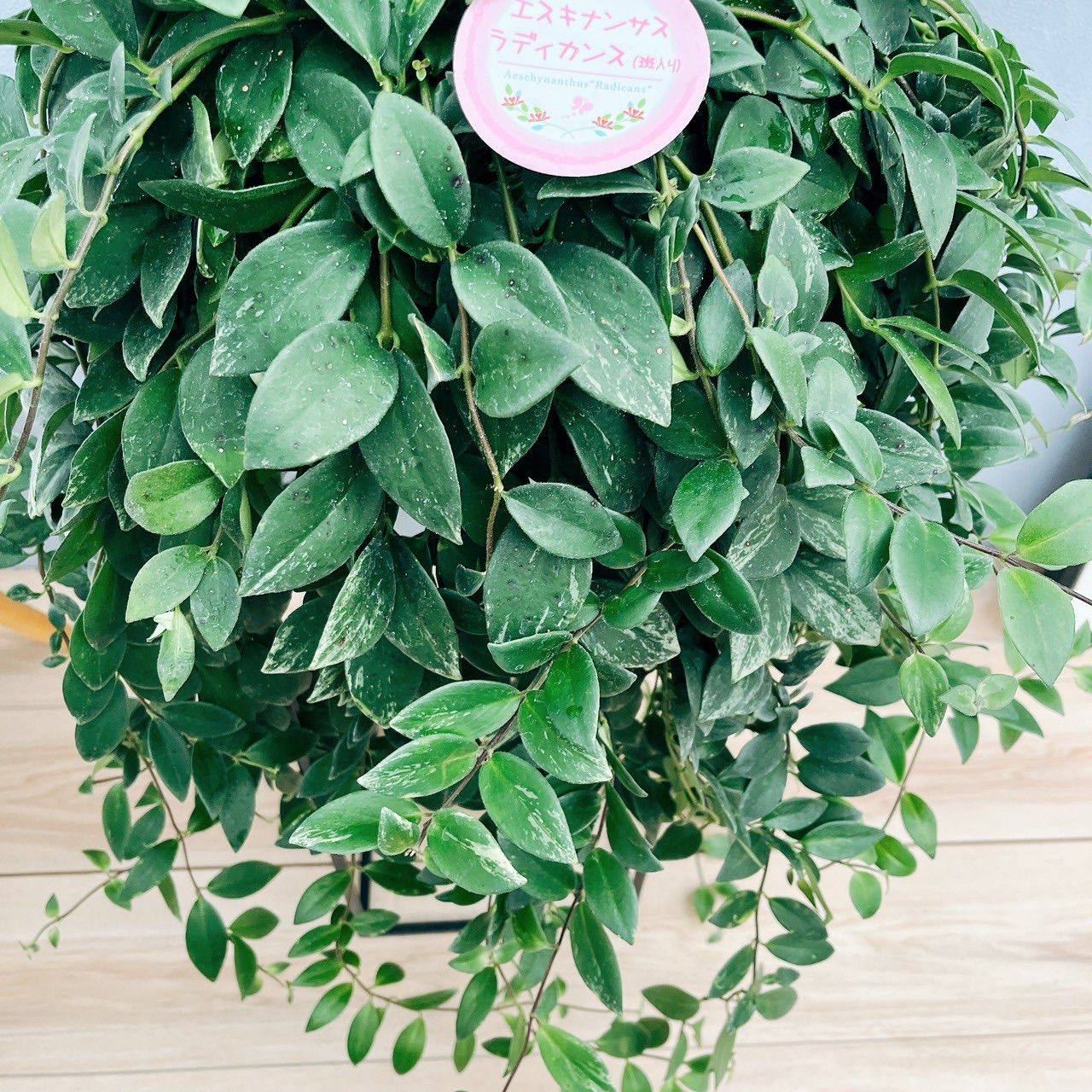 ［現品］C エスキナンサス　ラディカンス　斑入り　5号　観葉植物　吊り下げ エスキナンサス ラディカンス 斑入り 5号 吊り鉢 観葉植物