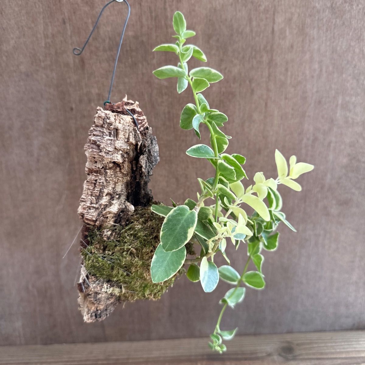 レア　珍種　ホヤ　パキクラダ内斑入り　サクララン レア 珍種 ホヤ パキクラダ内斑入り サクララン