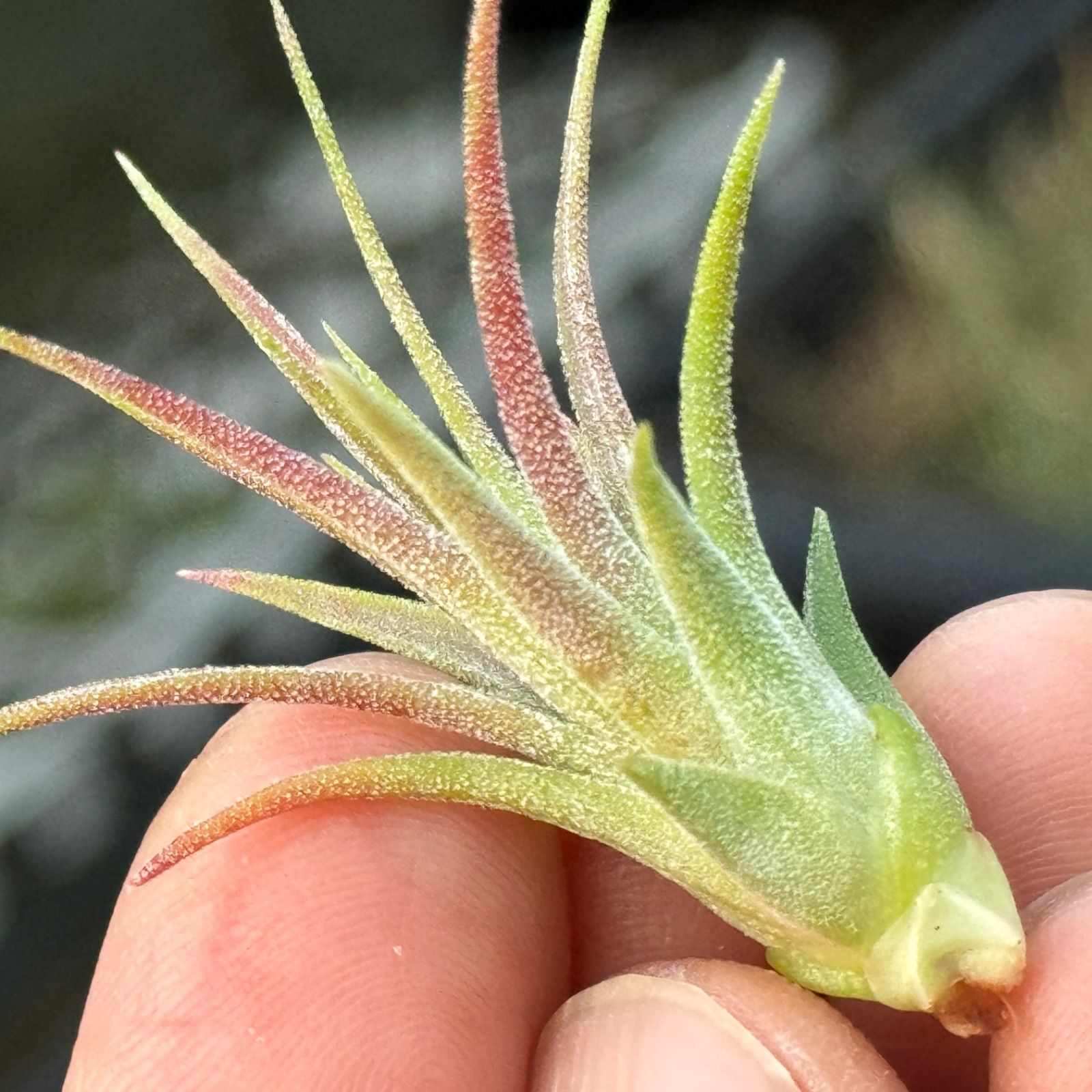 チランジア モンキーテール Tillandsia ionantha Monkey Tail＊エア