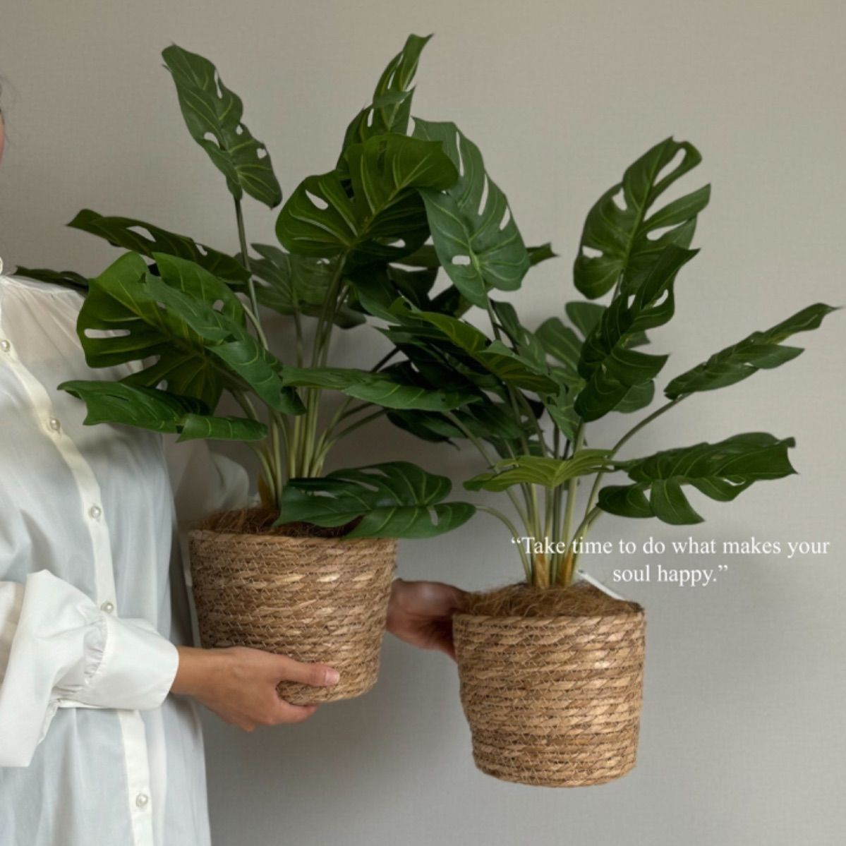 現品】超大株！塊根植物 アデニア グロボーサ 9号鉢 【yoyotsさま専用