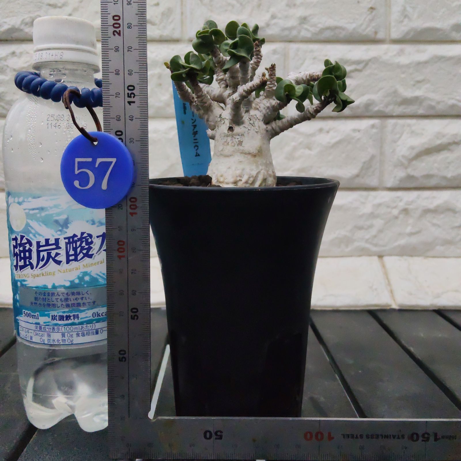 ドーセットホーン アデニウム 獅子葉 葉巻 巻葉 塊根植物 コーデックス