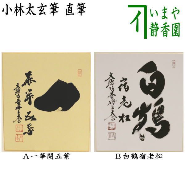 希少)ウンゼンカンアオイ 本斑