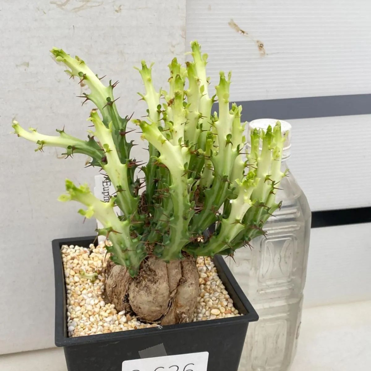 残少！　クレメルシー　ユーフォルビア　国内実生　多肉植物　塊根植物　cites1 isla del pescado - Euphorbia cremersii-ユーフォルビア