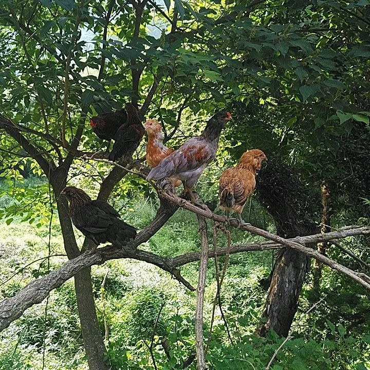 有精卵】アローカナ 卵6個 完全放し飼い 平飼い 原種 - メルカリ