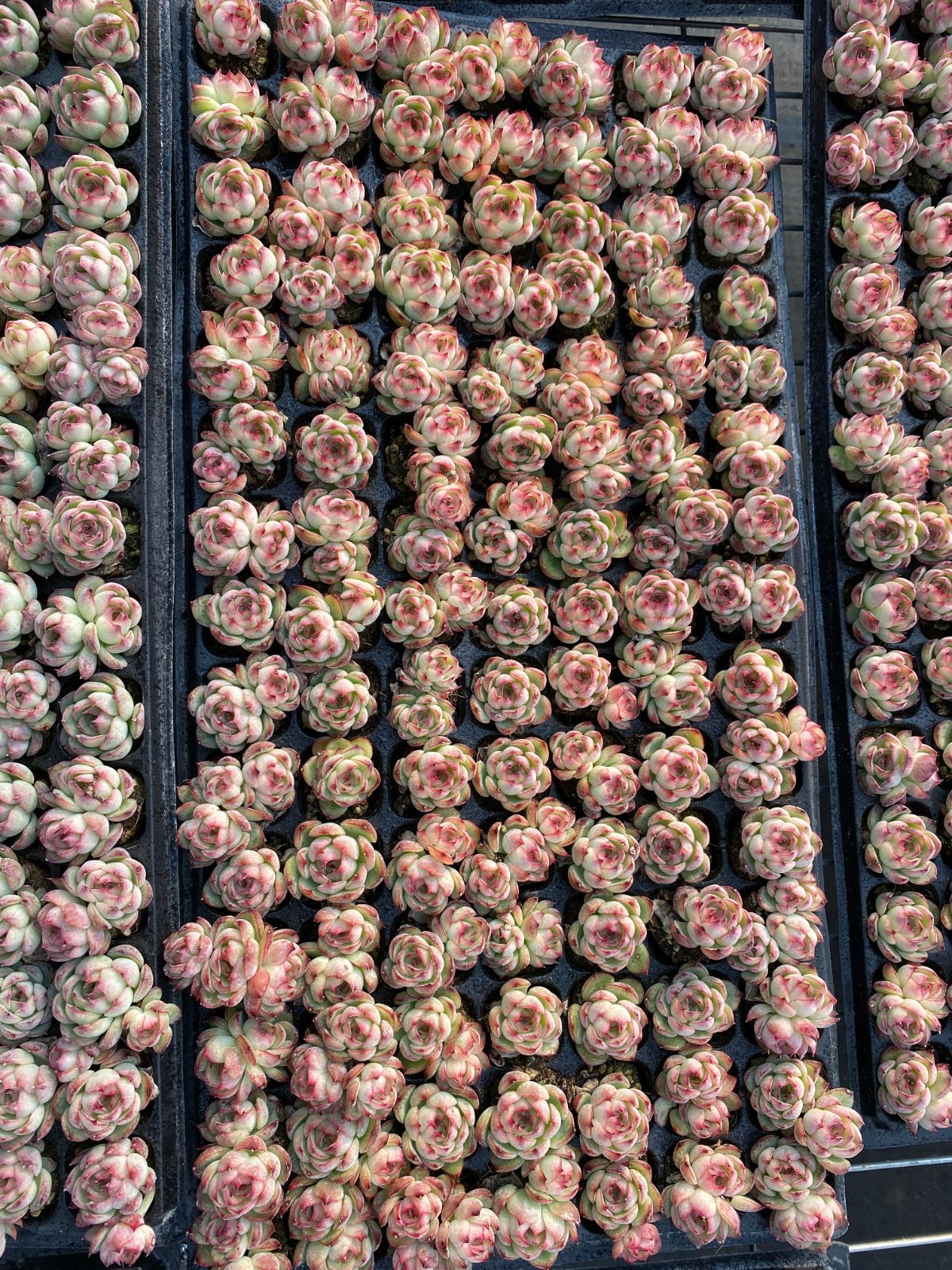 新入荷 ピンク恋歌 鮮やかな105苗セット 土と根付き 多肉植物