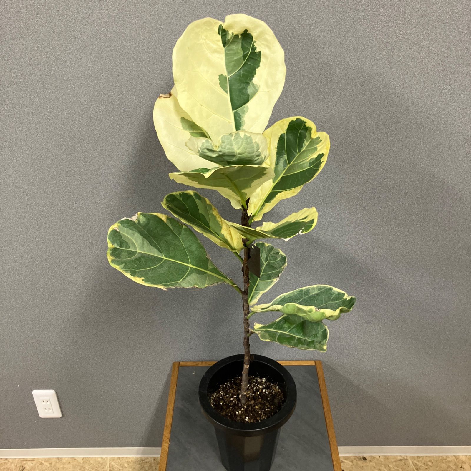 超希少❗️フィカス　リラータ　カシワバゴム　斑入り✨ 超希少❗️フィカス リラータ カシワバゴム 斑入り✨ - メルカリ