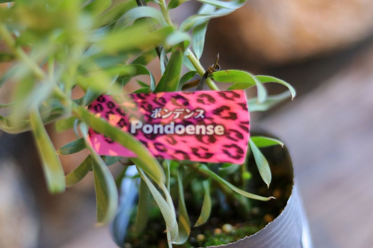 リューカデンドロン ポンデンス 3号ポット苗 【1株販売】 Pondoense リュウカデンドロン 寄せ植え 鉢植え 花壇 お洒落 可愛い 熱帯花木  花木 常緑樹 夏の花 花 苗|mercariメルカリ官方指定廠商|Bibian比比昂代買代購