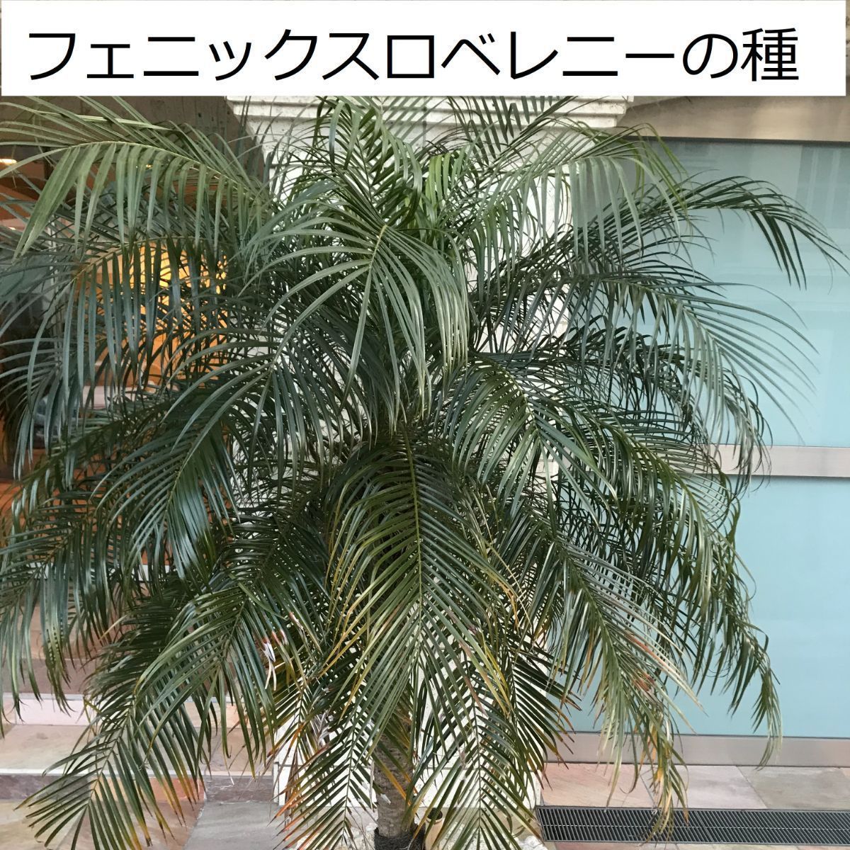 フェニックスロベレニー種（2,000粒） フェニックス ロベレニー種（2,000粒） 【公式通販】