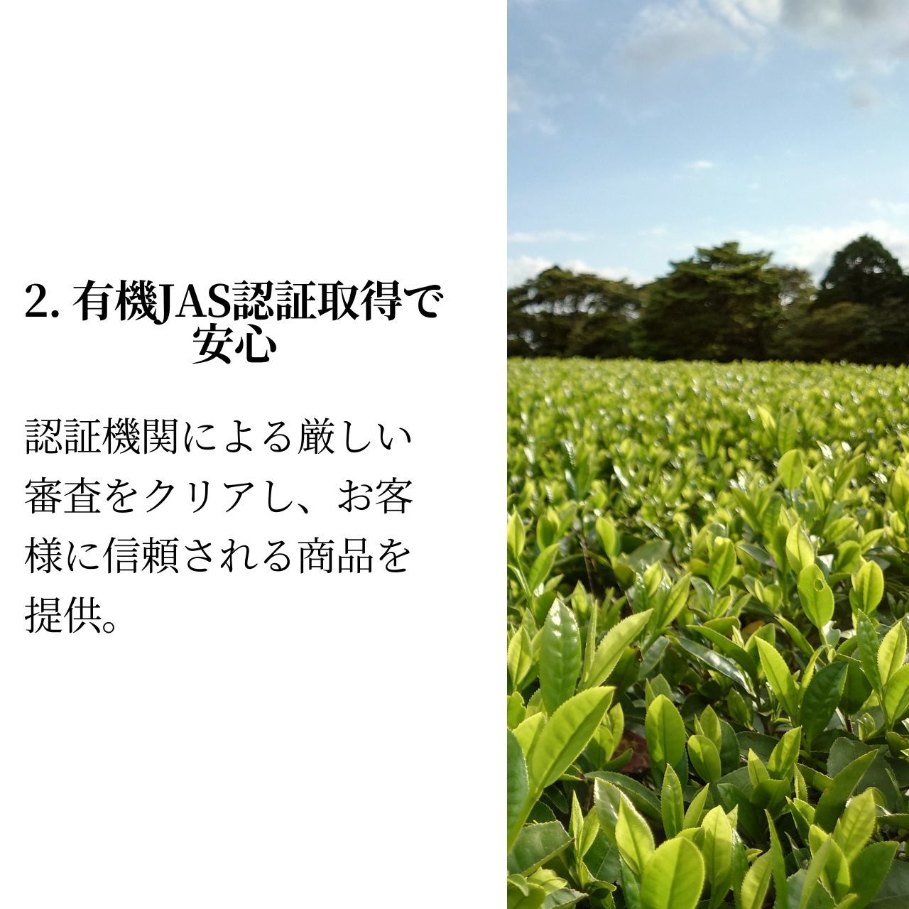 松下製茶 種子島の有機緑茶『やぶきた』 茶葉(リーフ) 100g