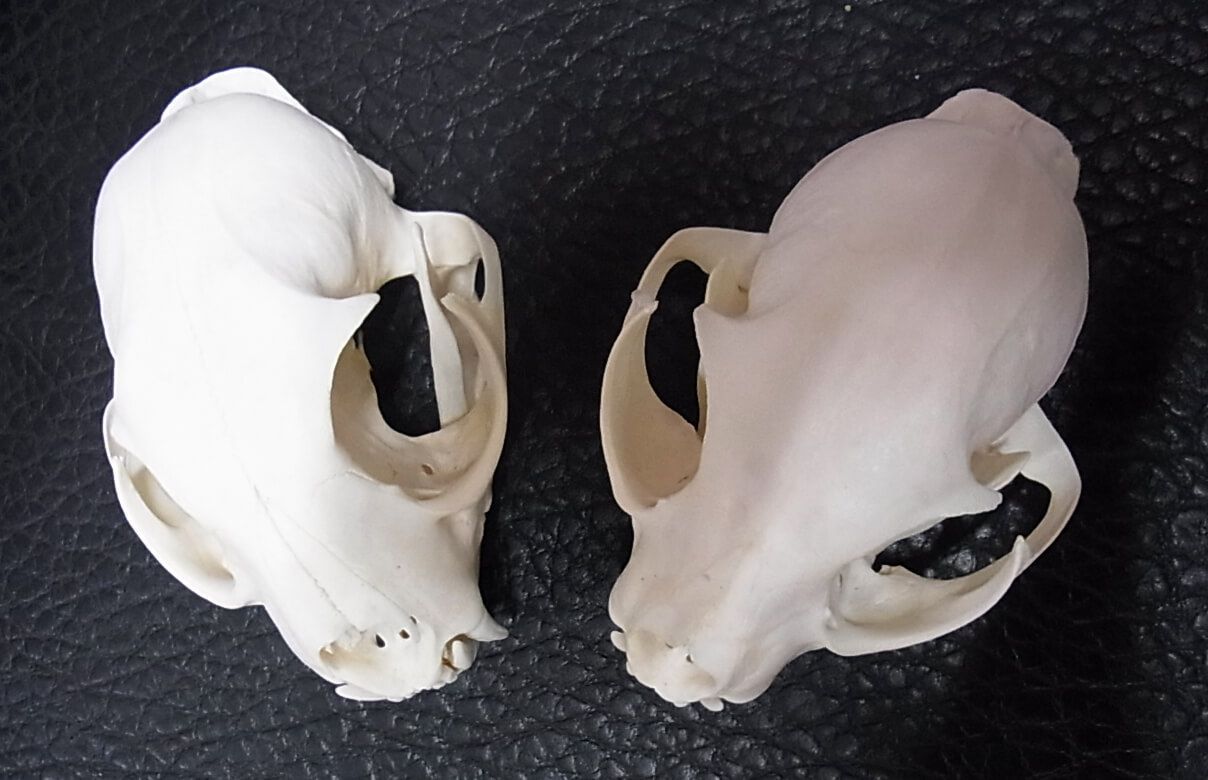 高品質カナダオオヤマネコ 頭骨（CITESコピー付）