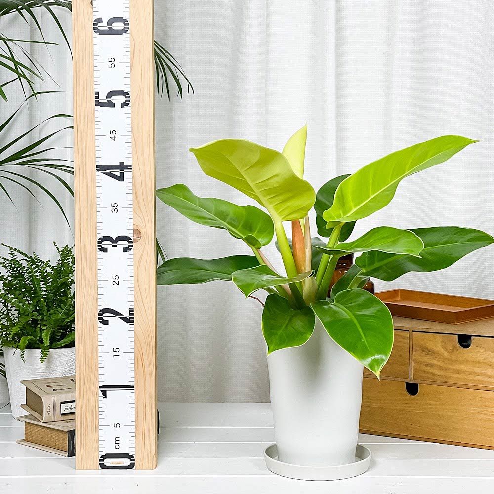 PLANCHU 観葉植物 フィロデンドロン インペリアルゴールド 6号鉢 
