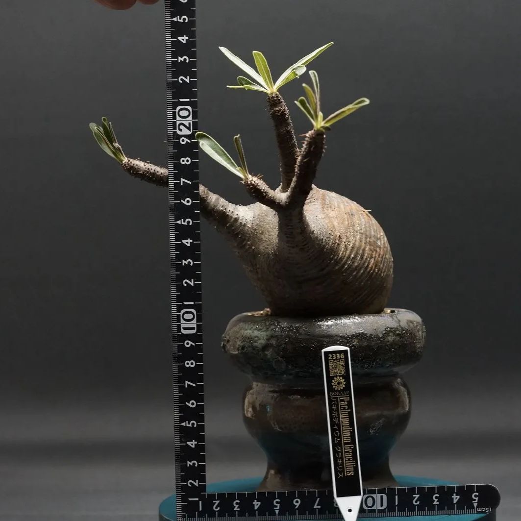 GIRUVI Pachypodium Gracilius グラキリス パキポディウムグラキリス （パキポディウム グラキリス