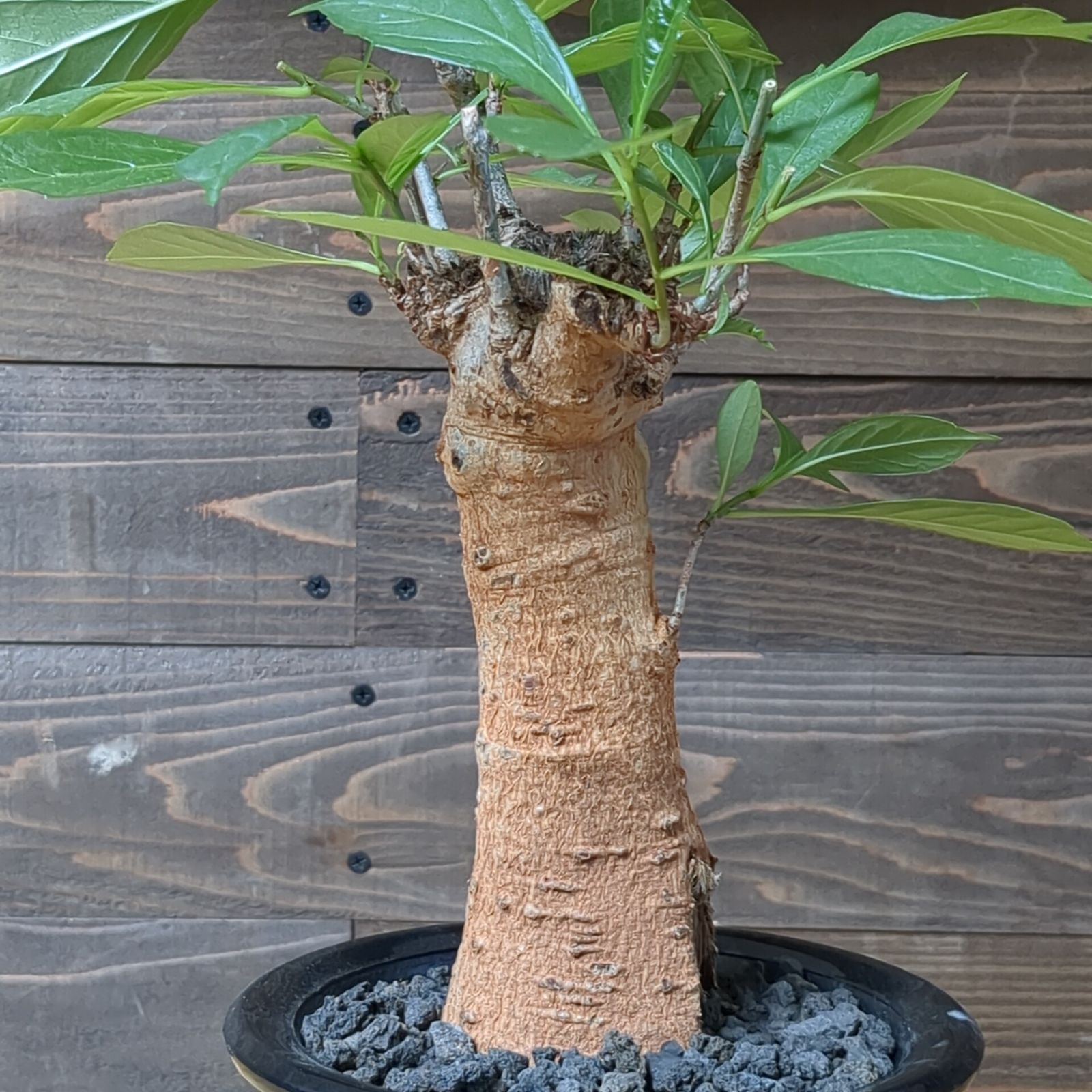 バオバブ5年物 バオバブ5年物 バオバブの育て方・栽培方法 | LOVEGREEN(ラブグリーン)