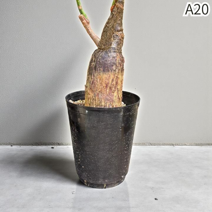 パキラ