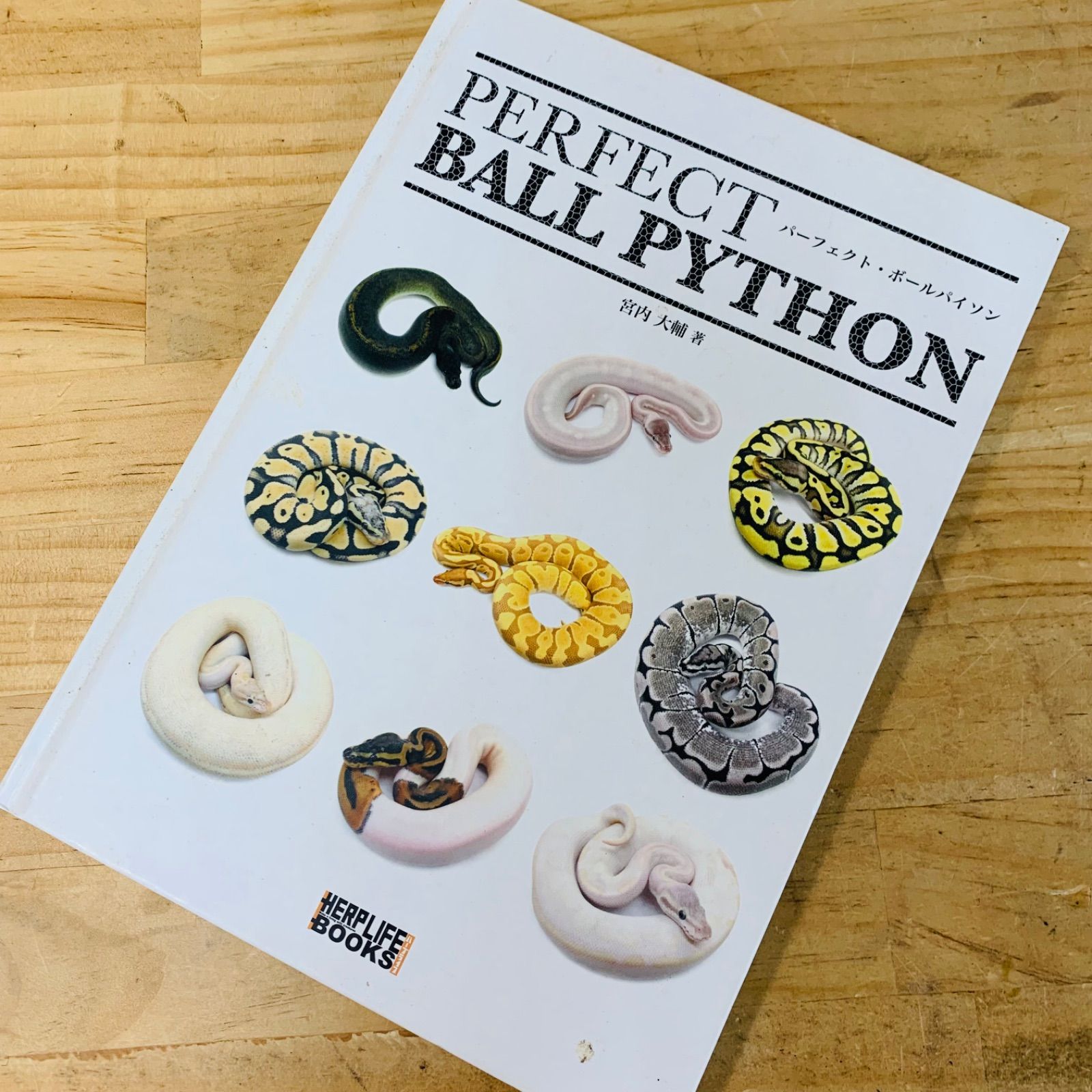 パーフェクトボールパイソン perfect ball python - 趣味/スポーツ/実用