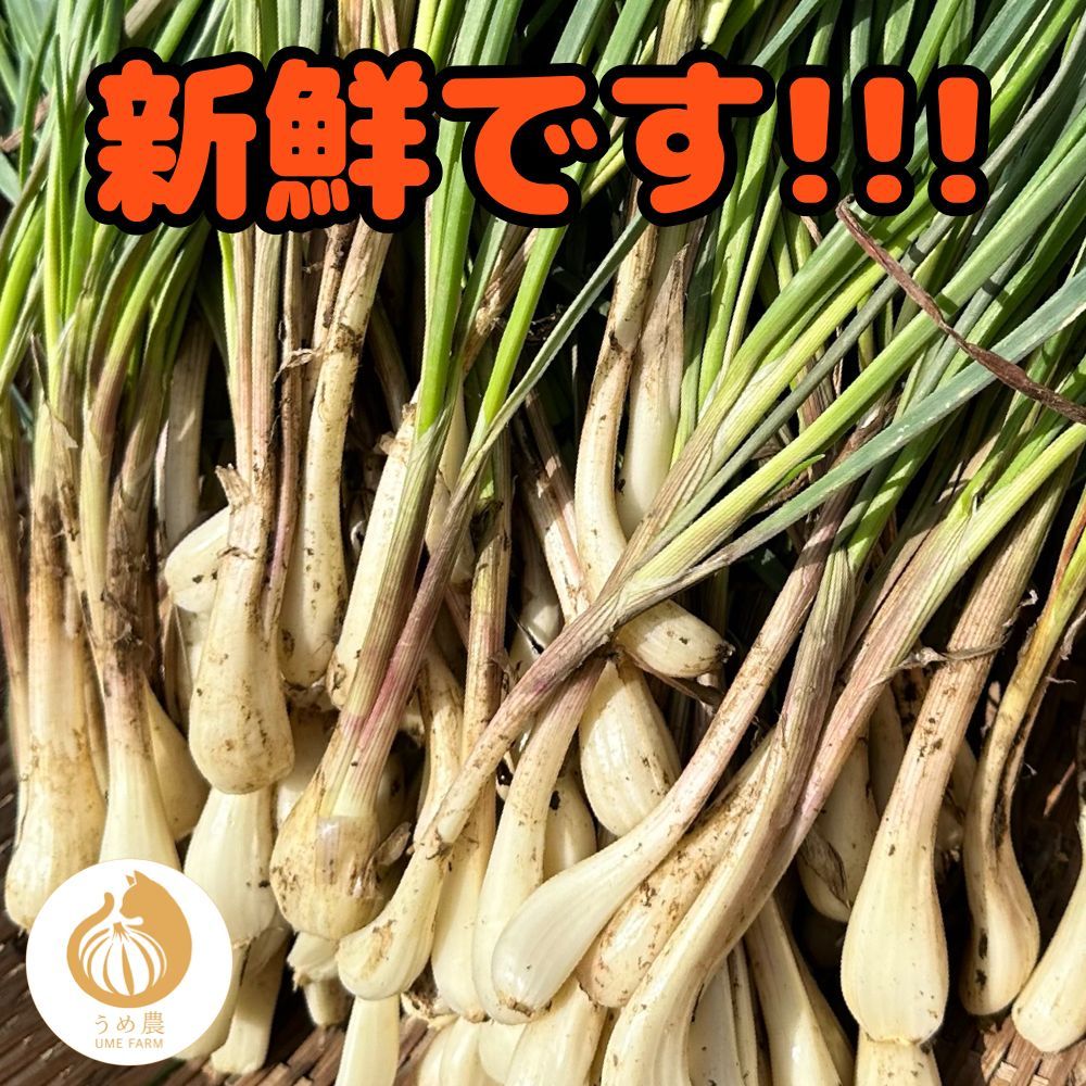 熊本県産 朝採り 新鮮らっきょう 5kg 栽培中農薬不使用 熊本県産 朝採り 新鮮らっきょう 1kg 栽培中農薬不使用 - メルカリ