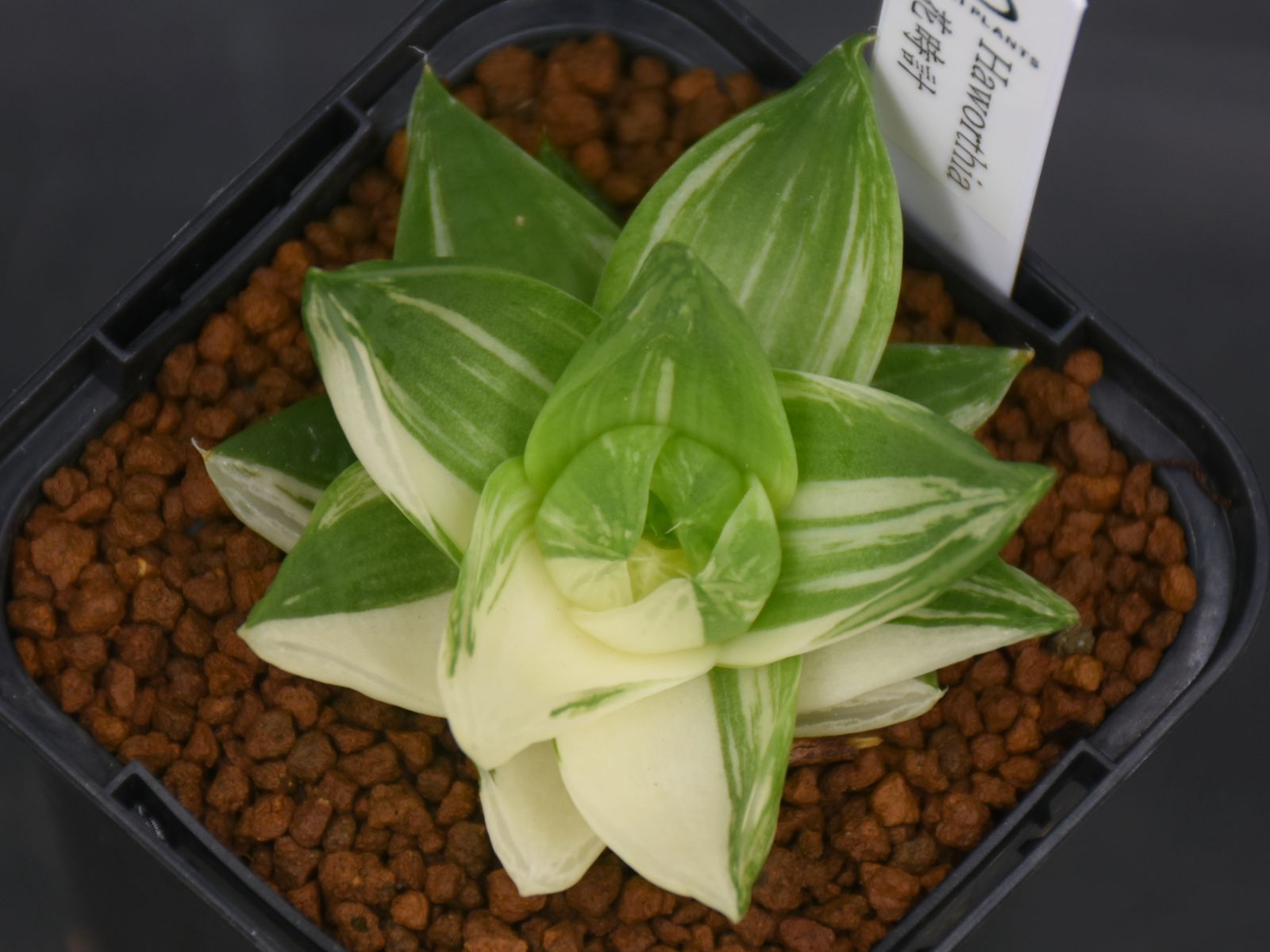 BP』ハオルチア 花時計 - メルカリ