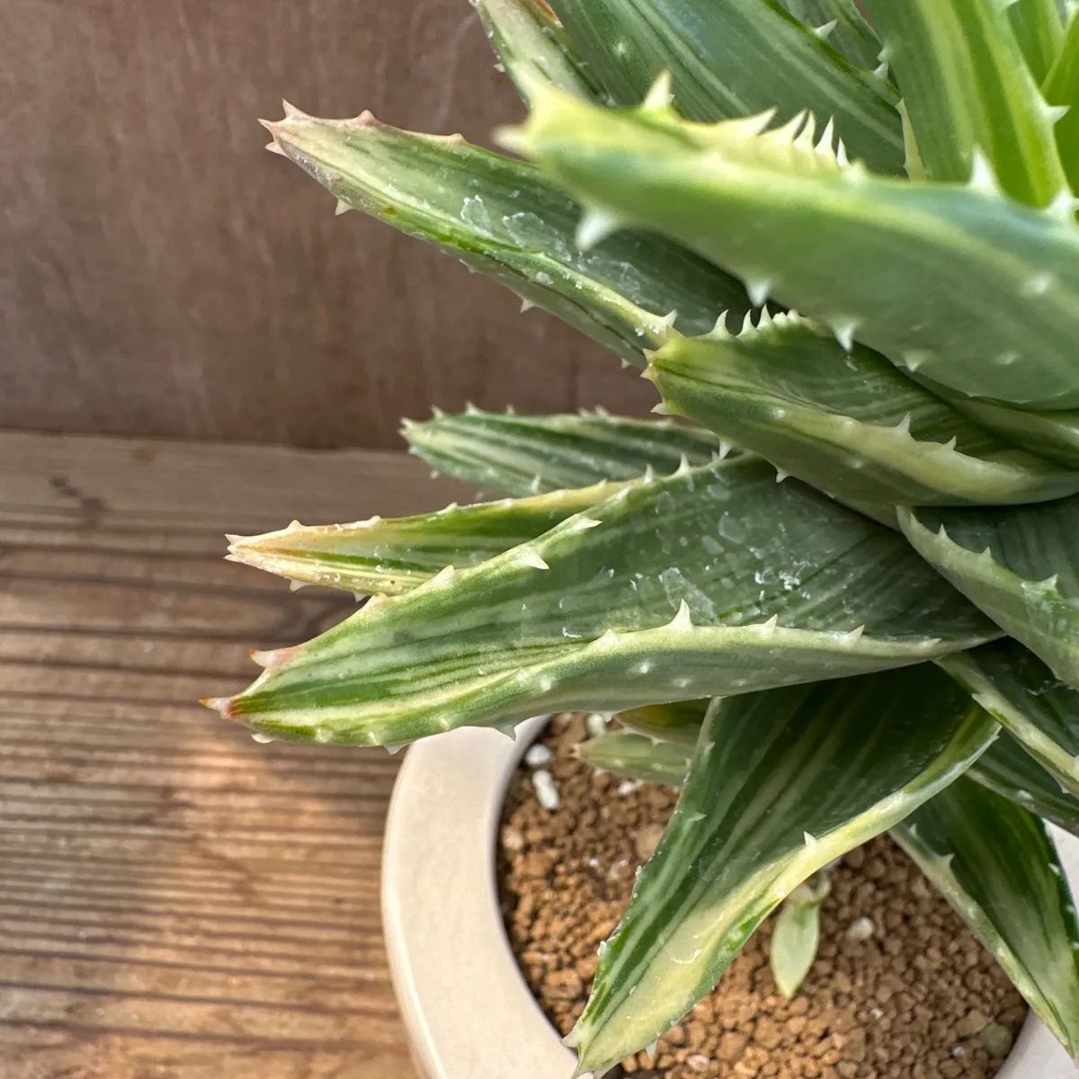 アロエ 不夜城錦 現品 アロエ属 多肉植物 観葉植物 雑貨 おすすめ