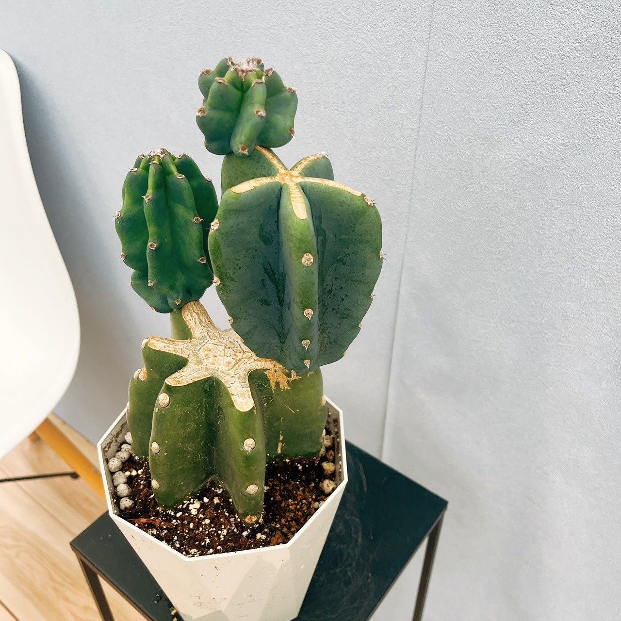 現品］♡かわいい♡ 24番 柱サボテン 鬼面角 ブランチ 5号 観葉植物