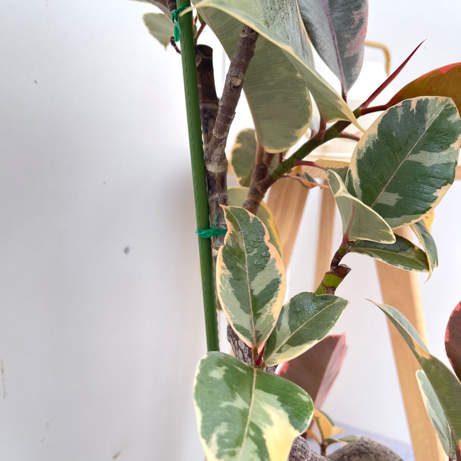 ［現品］4番　カシワバゴムノキ　フィカス　リラータ　ストレート　8号　大型　室内 現品］4番 カシワバゴムノキ フィカス リラータ ストレート 8号 観葉