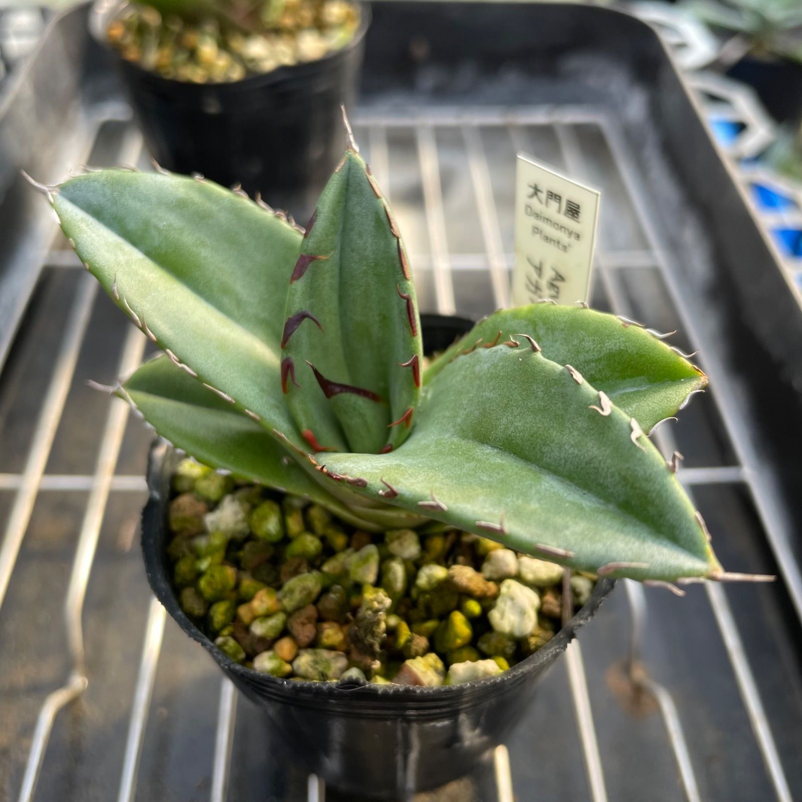 OT005 アガベオテロイ実生5株セット Agave oteloi seeding - メルカリ