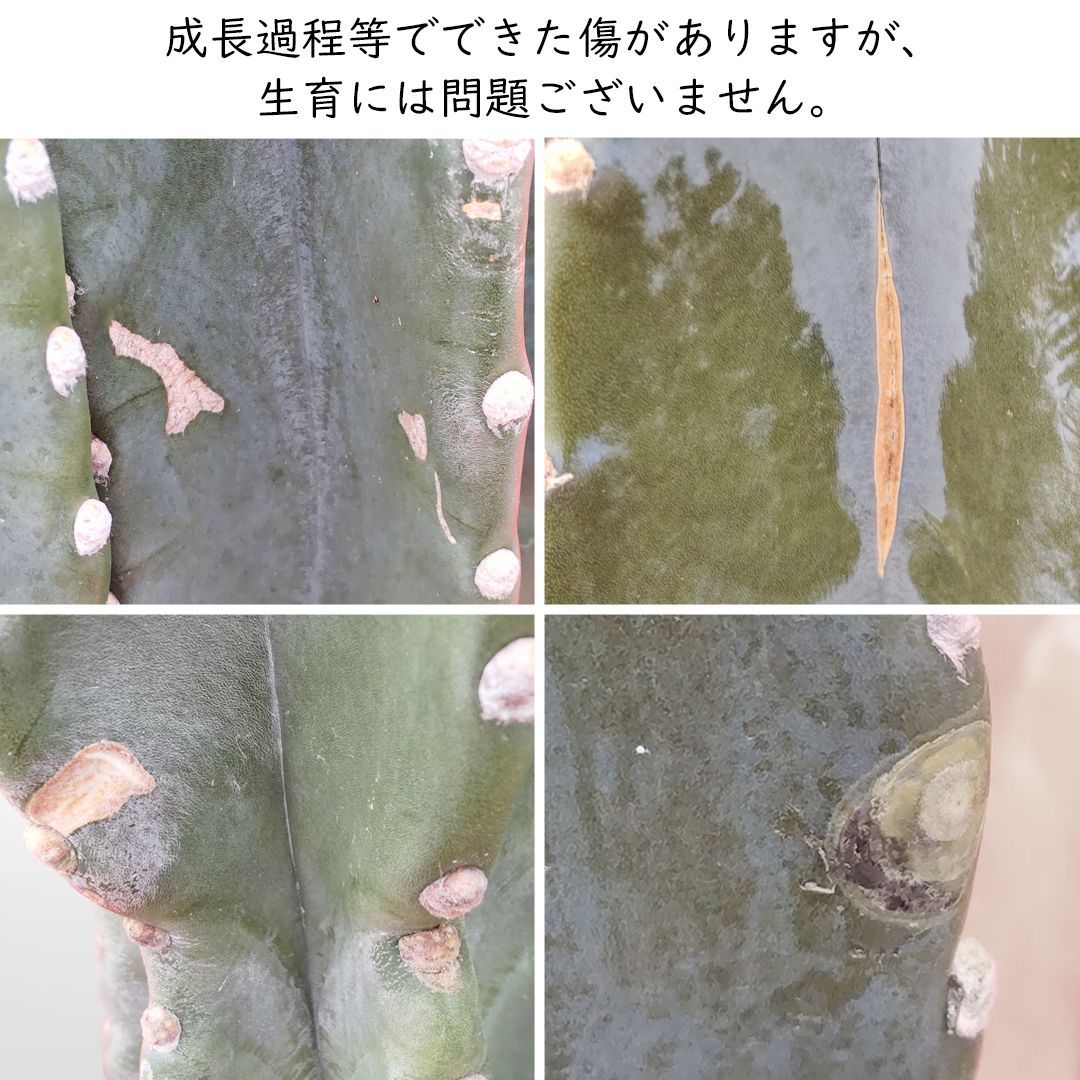 8号サイズ 本物