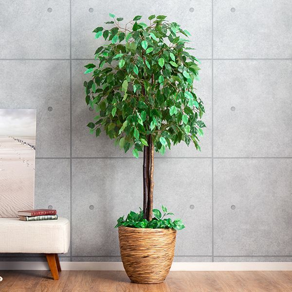 ショップ インテリアグリーン 光触媒観葉植物 ベンジャミン