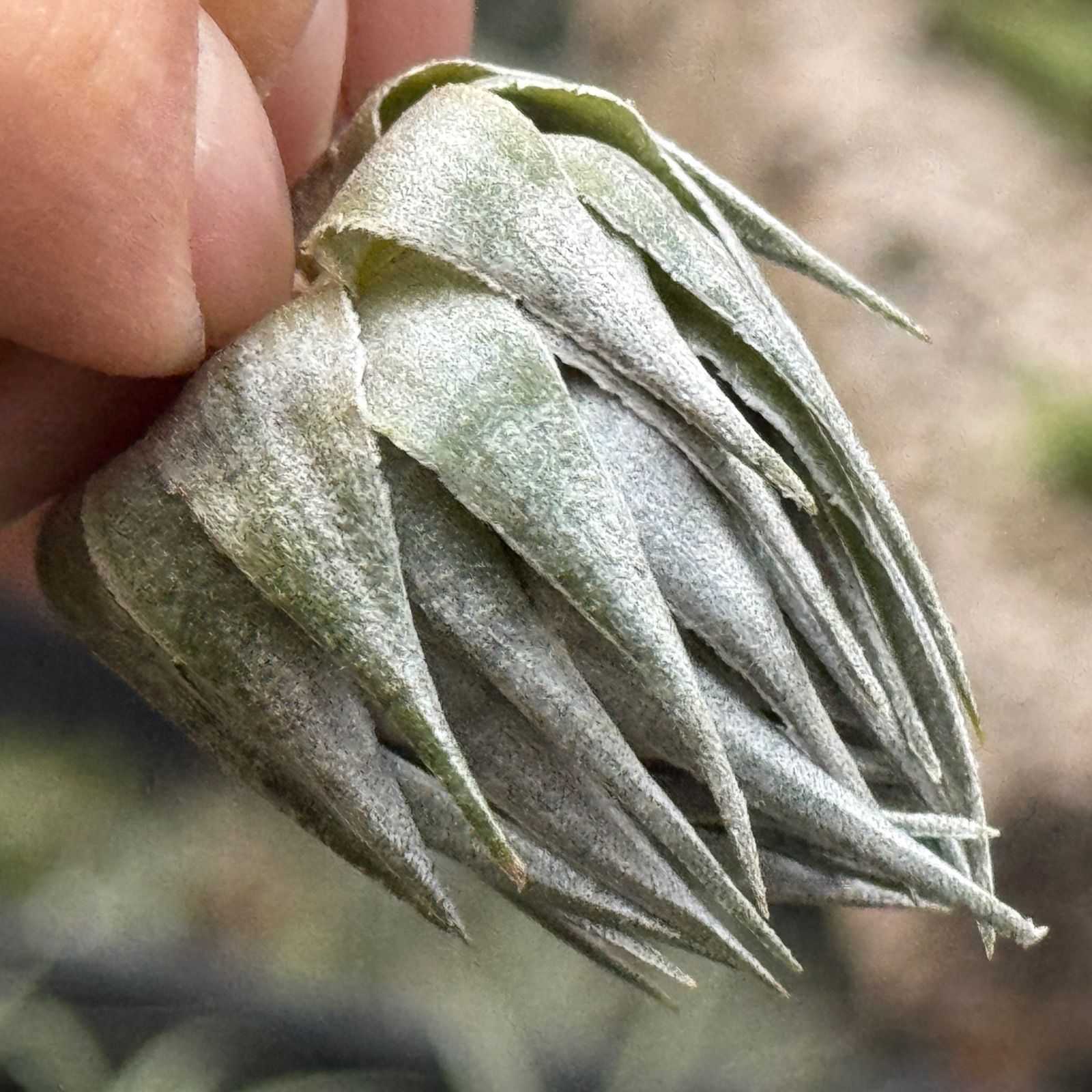 カウツキー Tillandsia