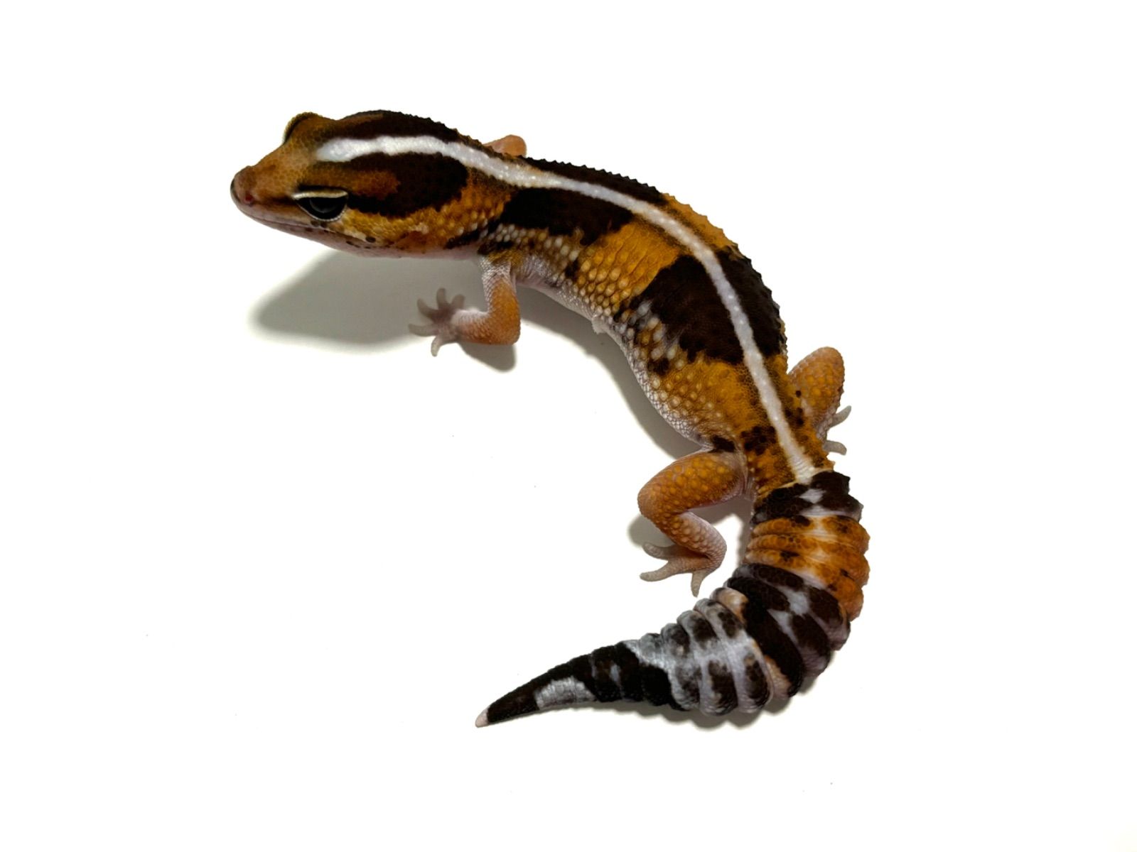 冷凍イエコML約3000匹1kg冷凍コオロギ