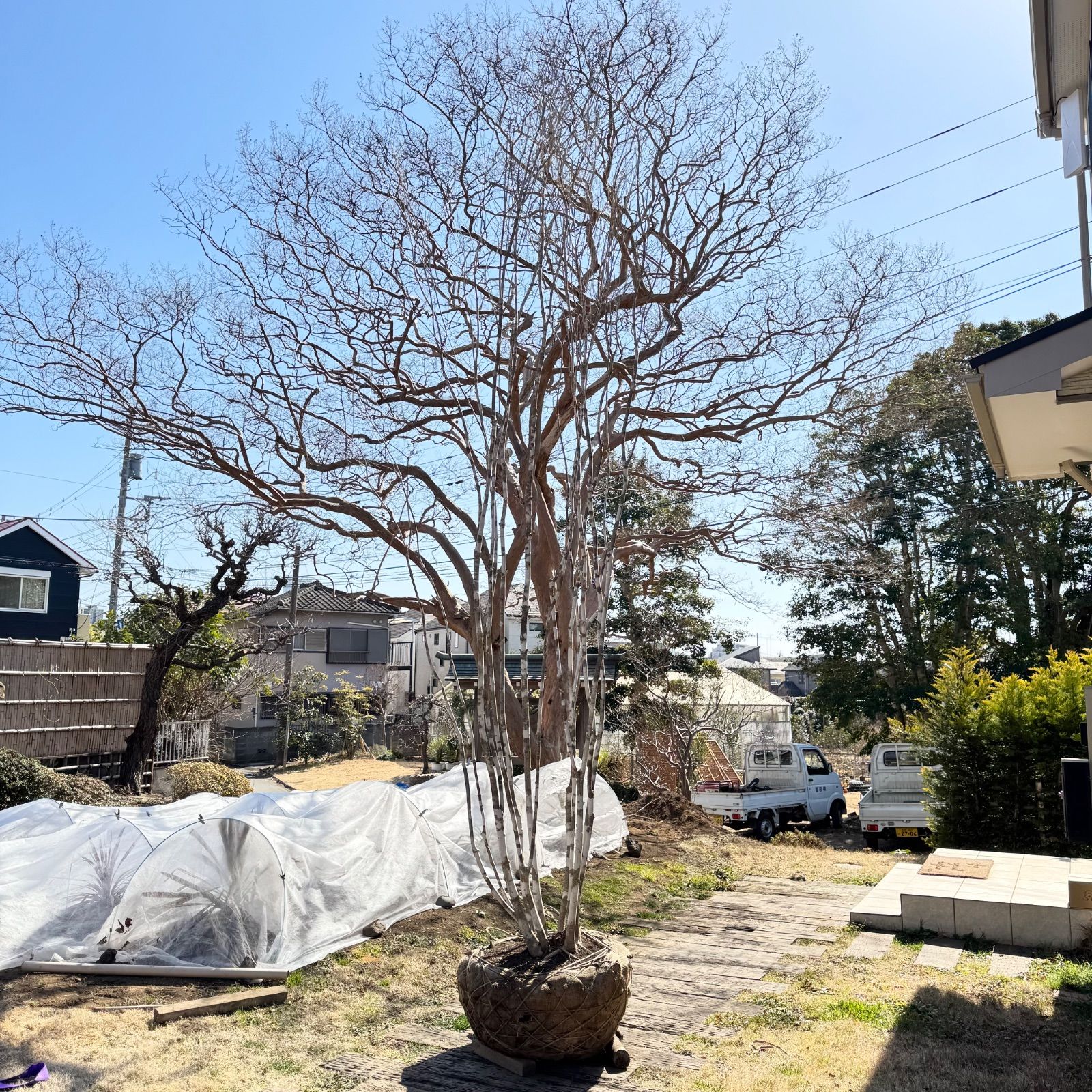 特大】4.3m 株立アオダモ - メルカリ