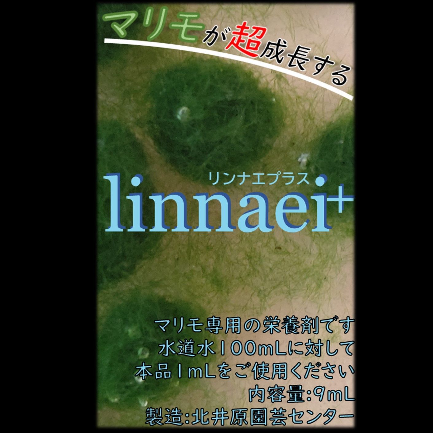 【linnaei+まりも付き】アクアリウム　水草　NOTおみやげ価格