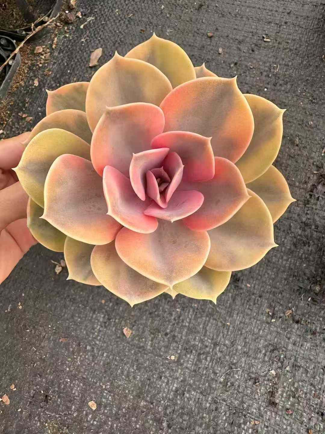 縁起の良い WBLHF2142×24 タンカタカイコウ 抜き苗 多肉植物 アエオニウム エケベリア 韓国苗 夏新作が続々入荷中！