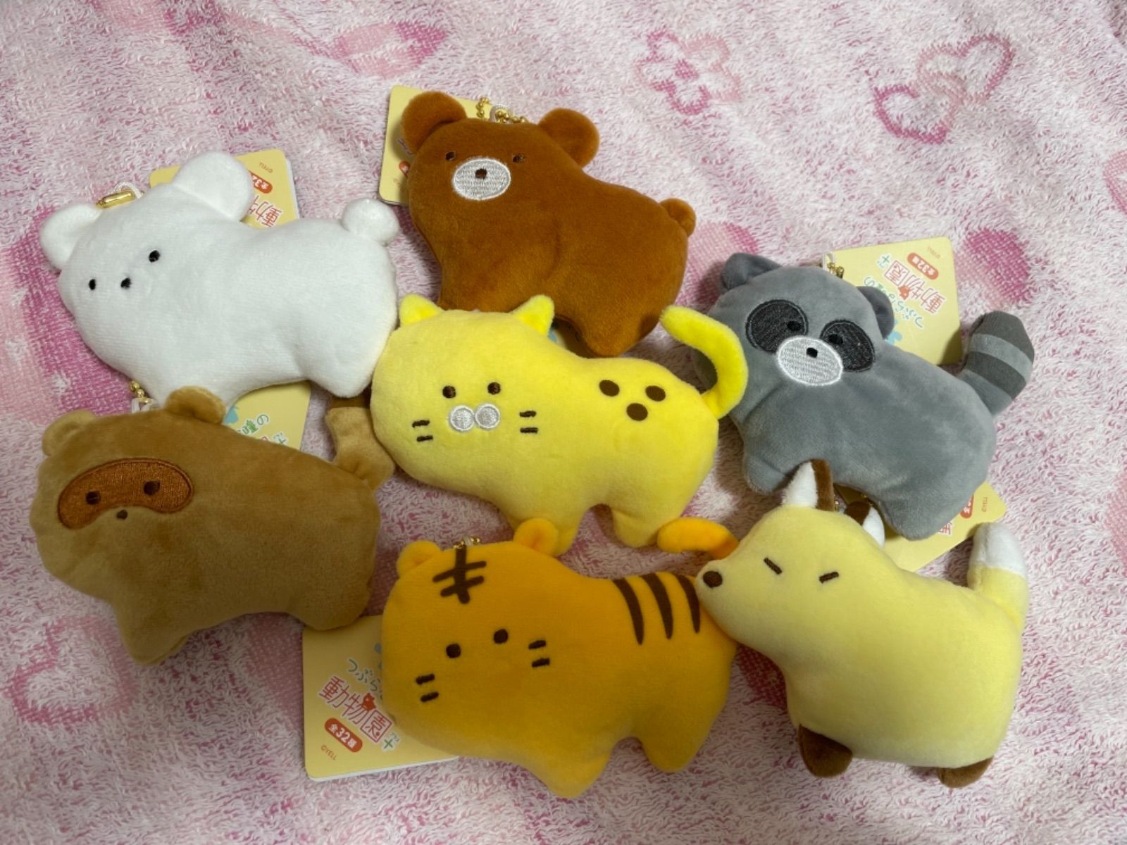 つぶらな瞳の動物園 あらいぐま もちもち アライグマ 灰色たぬき