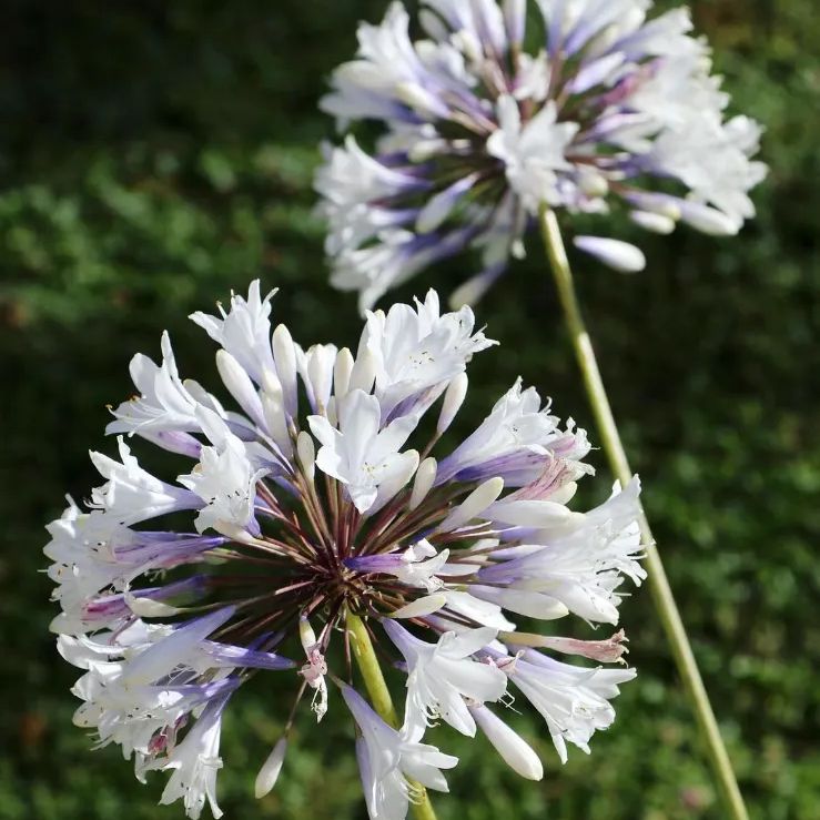 希少 アガパンサス エニグマ 4号ロング 抜き苗 宿根草 花 多年草