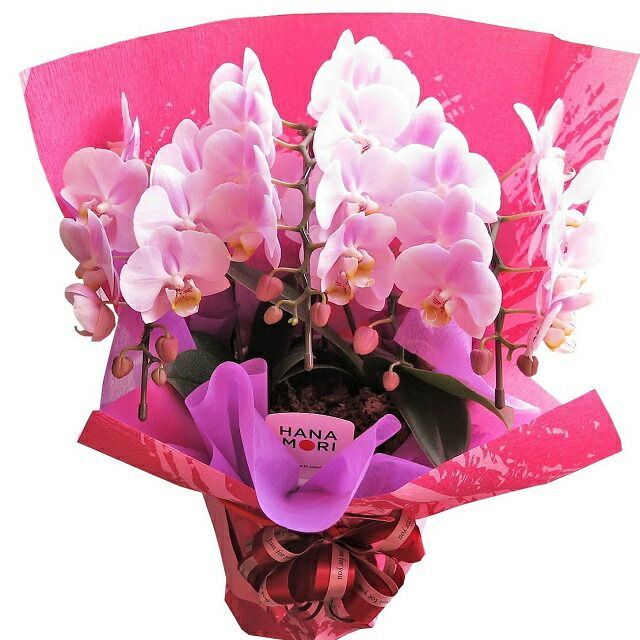 母の日 プレゼント 胡蝶蘭 鉢植え ◆母の日ギフト 花鉢 かわいい胡蝶蘭 花言葉は…幸福が飛んでくる♪